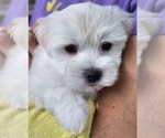 Small #1 Maltese