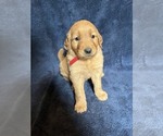 Image preview for Ad Listing. Nickname: Red Collar
