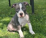 Puppy Puppy 9 American Bully