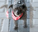 Small Photo #4 Poodle (Miniature) Puppy For Sale in Mission Viejo, CA, USA