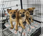 Small #1 German Shepherd Dog