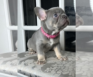 French Bulldog Puppy for sale in LOUISVILLE, KY, USA