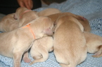 Small #12 Golden Labrador