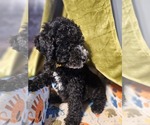 Small F2 Aussiedoodle
