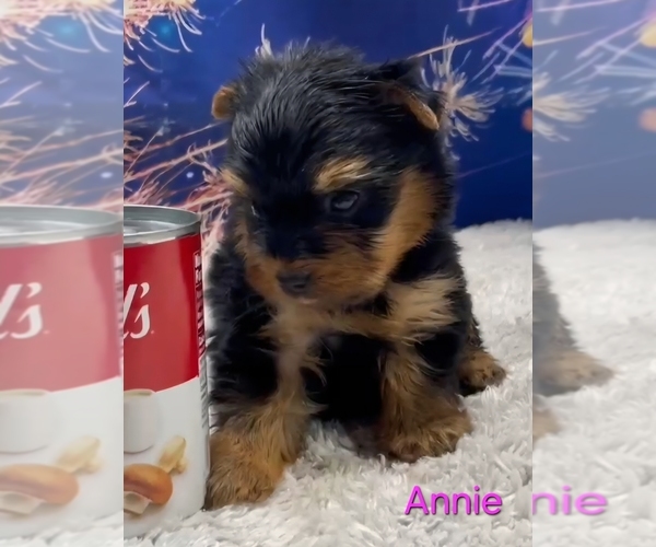 Medium Photo #4 Yorkshire Terrier Puppy For Sale in AZLE, TX, USA