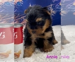 Small #3 Yorkshire Terrier