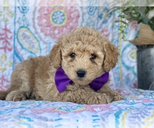 Goldendoodle (Miniature) Puppy for sale in LANCASTER, PA, USA
