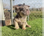 Small #11 French Bulldog