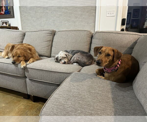 Medium Photo #2 Mutt Puppy For Sale in Abbeville, LA, USA