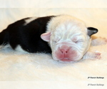 Small Photo #3 English Bulldog Puppy For Sale in WINNSBORO, TX, USA