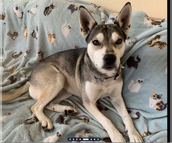 Medium Photo #2 Siberian Husky Puppy For Sale in Petaluma, CA, USA