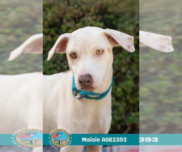 Medium Photo #1 Labrador Retriever Puppy For Sale in Mobile, AL, USA