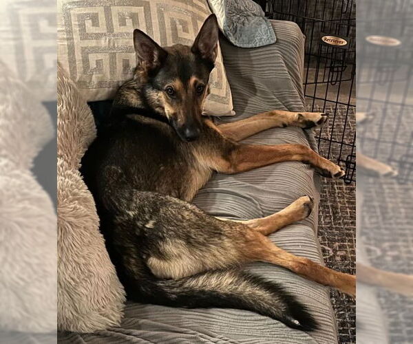 Medium Photo #6 German Shepherd Dog Puppy For Sale in Hayward, CA, USA