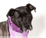 Small #1 Boxer Mix
