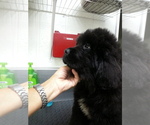 Small Photo #2 Newfoundland Puppy For Sale in MEDINA, OH, USA