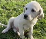 Small #1 Akbash-Great Pyrenees Mix