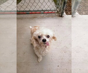 Bonded- Jasper and Chloe - Female Zuchon Dog for Adoption - Photo #5