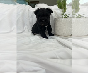 Schnauzer (Miniature) Puppy for Sale in MIAMI, Florida USA