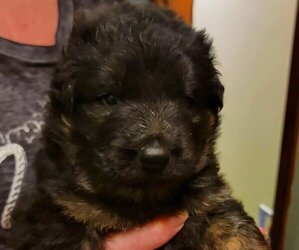German Shepherd Dog Puppy for sale in BROOKVILLE, IN, USA