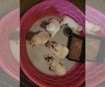 Small Photo #11 English Cream Golden Retriever Puppy For Sale in APPLE VALLEY, CA, USA