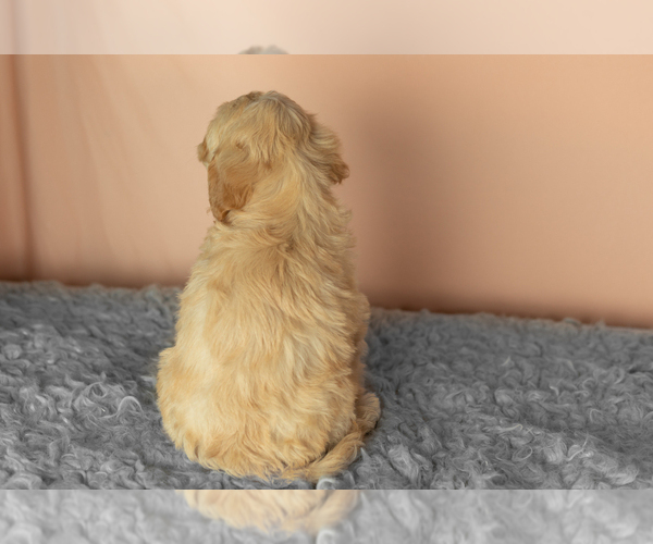 Medium Photo #5 Golden Cavadoodle Puppy For Sale in MILLERSBURG, IN, USA