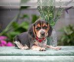 Puppy Taryn Beagle