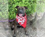 Small #3 Boxer Mix