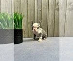 Puppy Bullet French Bulldog