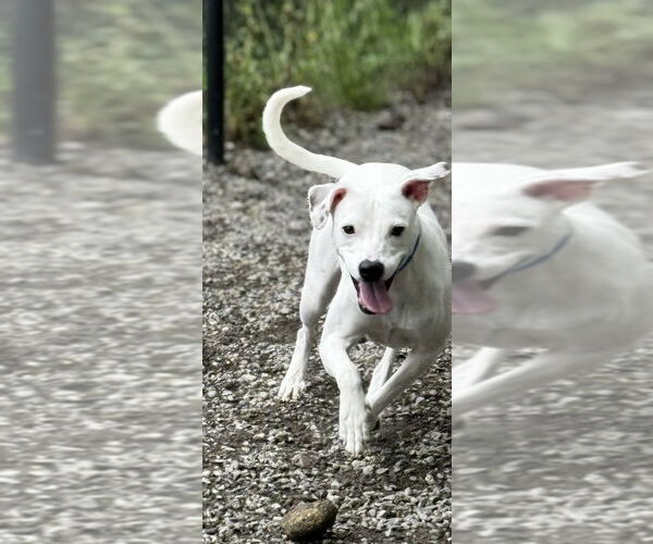 Medium Photo #2 Mutt Puppy For Sale in Elmsford, NY, USA