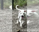 Small #1 Mutt
