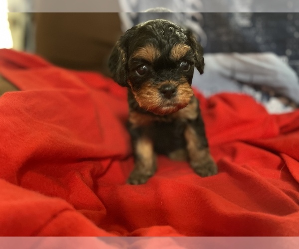Medium Photo #2 Cavapoo Puppy For Sale in HOLDEN, MO, USA