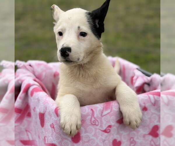 Medium Photo #44 Shollie Puppy For Sale in Sebec, ME, USA