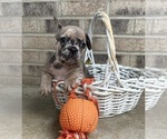 Small #1 French Bulldog