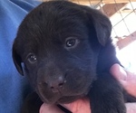 Small #2 Labrador Retriever