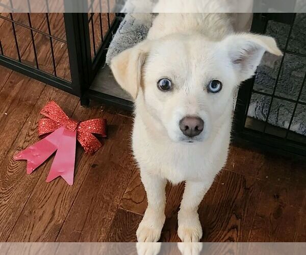 Medium Photo #6 Chiweenie Puppy For Sale in MARIETTA, GA, USA