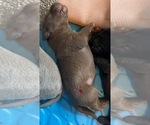 Small Labrador Retriever
