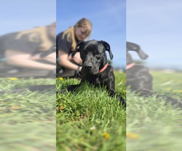 Medium Photo #2 Mutt Puppy For Sale in Oskaloosa, IA, USA