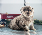 Small #1 Poodle (Miniature)-Portuguese Water Dog Mix
