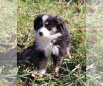 Small Photo #2 Miniature Australian Shepherd Puppy For Sale in MARION CENTER, PA, USA