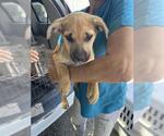 Small Mutt