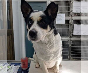 Mutt Dogs for adoption in Chico, CA, USA