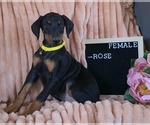 Small Doberman Pinscher
