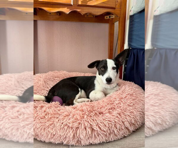 Medium Photo #2 Border Collie-Unknown Mix Puppy For Sale in Denver , CO, USA