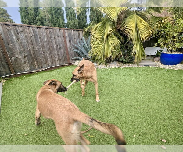 Medium Photo #15 German Shepherd Dog-Unknown Mix Puppy For Sale in West Sacramento, CA, USA