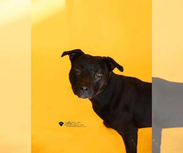 Medium Photo #8 American Pit Bull Terrier-Labrador Retriever Mix Puppy For Sale in Rockwall, TX, USA