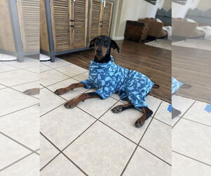 Doberman Pinscher Dogs for adoption in Woodland, CA, USA