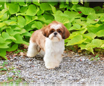 Small Photo #1 Shih Tzu Puppy For Sale in SYRACUSE, IN, USA