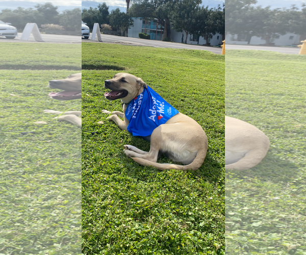Medium Photo #3 Labrador Retriever-Unknown Mix Puppy For Sale in Chandler, AZ, USA