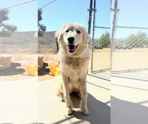 Medium Photo #2 Golden Pyrenees Puppy For Sale in San Diego, CA, USA