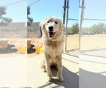 Small #1 Golden Pyrenees